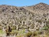 Mesquite Road photo